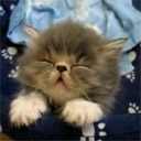 Kitten Tired