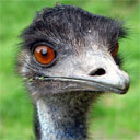 emu.jpg