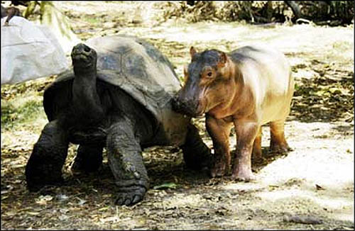 A Baby Hippo