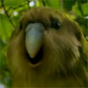 Kakapo Gif