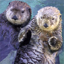 Otter Hands
